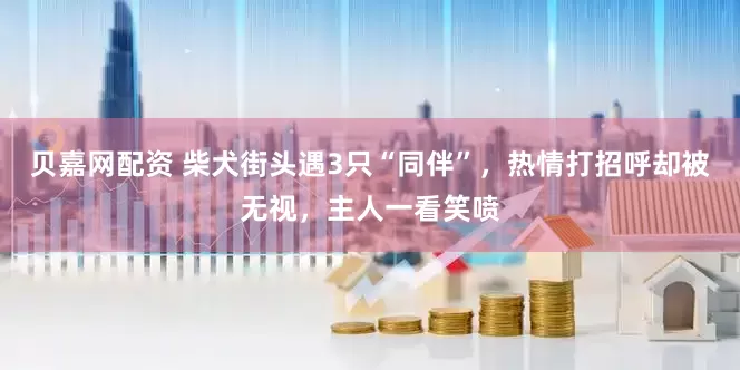 贝嘉网配资 柴犬街头遇3只“同伴”，热情打招呼却被无视，主人一看笑喷